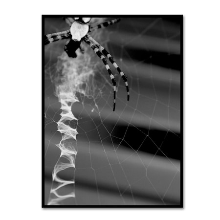 Patty Tuggle 'Black & White Spider & Web' Canvas Art,24x32